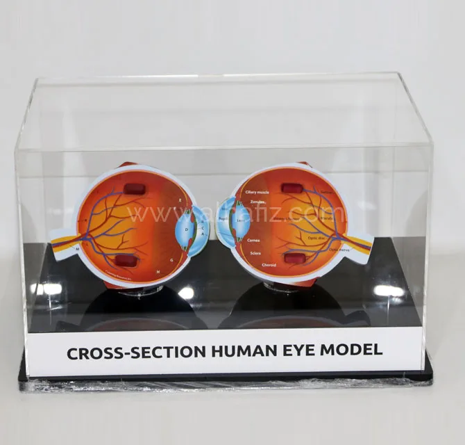 Acrylic Display Case for Educational Models